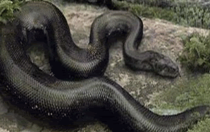ular pemakan mayat