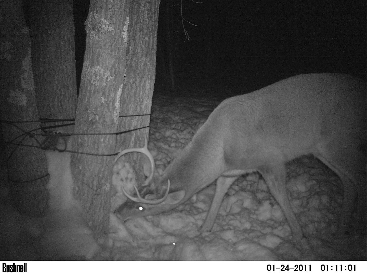 homemade-antler-trap-page-3