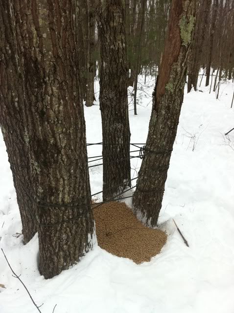 homemade-antler-trap