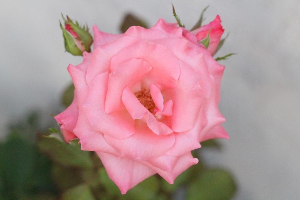 IMAGE: http://i858.photobucket.com/albums/ab146/djr01974/IMG_3086.jpg