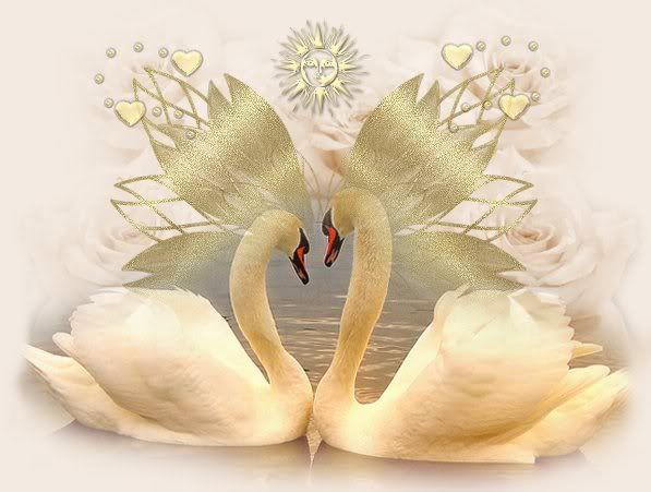 Swan Hearts Pictures, Images and Photos