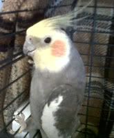 Fred the Cockatoo 